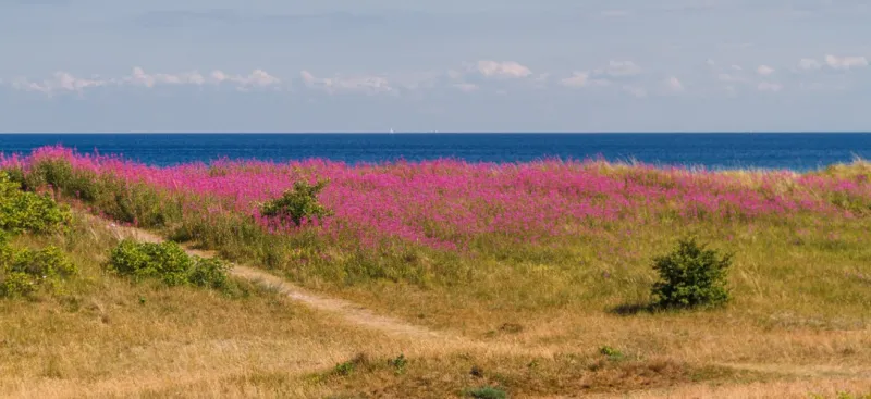 Bøtø Strand auf Falster – kilometerlanger Sandstrand mit Dünen