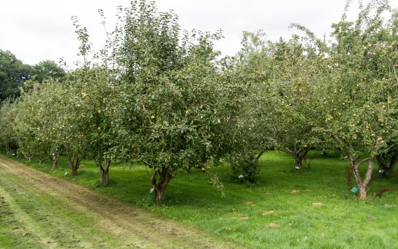 Apfelplantage in Dänemark