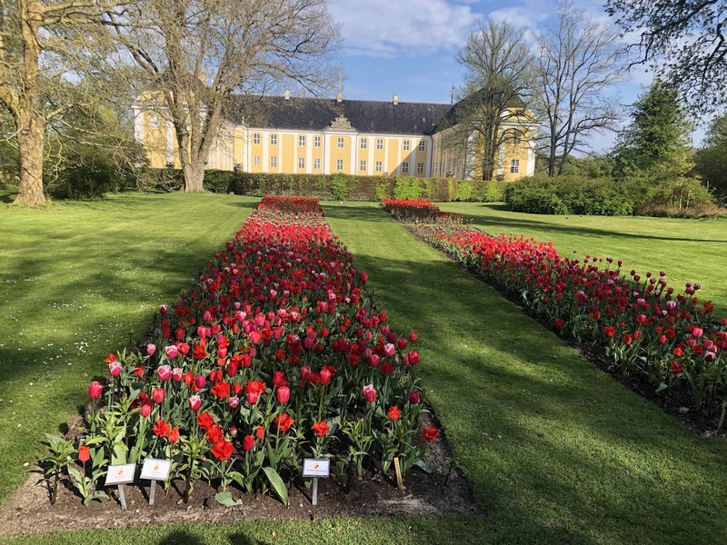 Blumengarten mit Tulpen