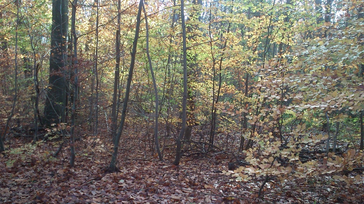 Herbstlicher Buchenwald in Dänemark