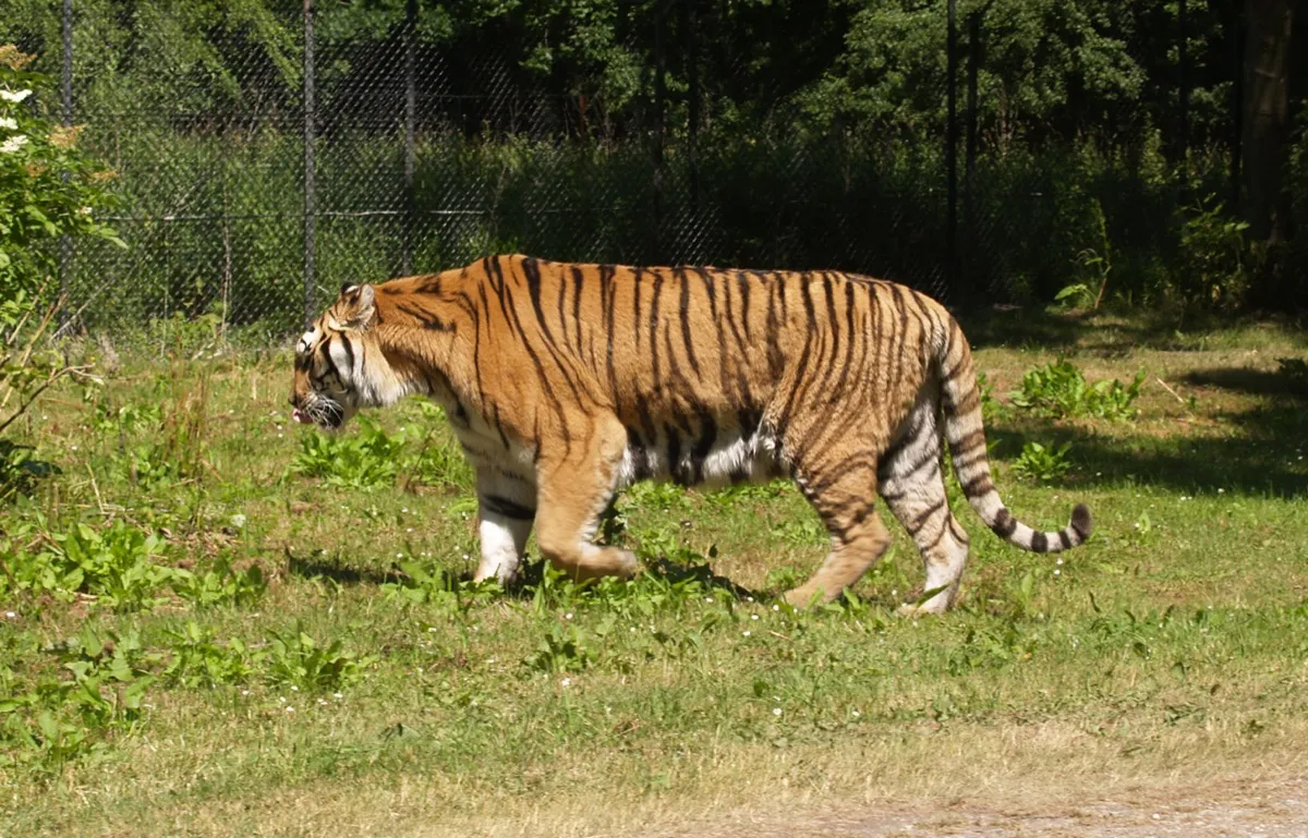 Tiger im Knuthenborg Safaripark auf Lolland