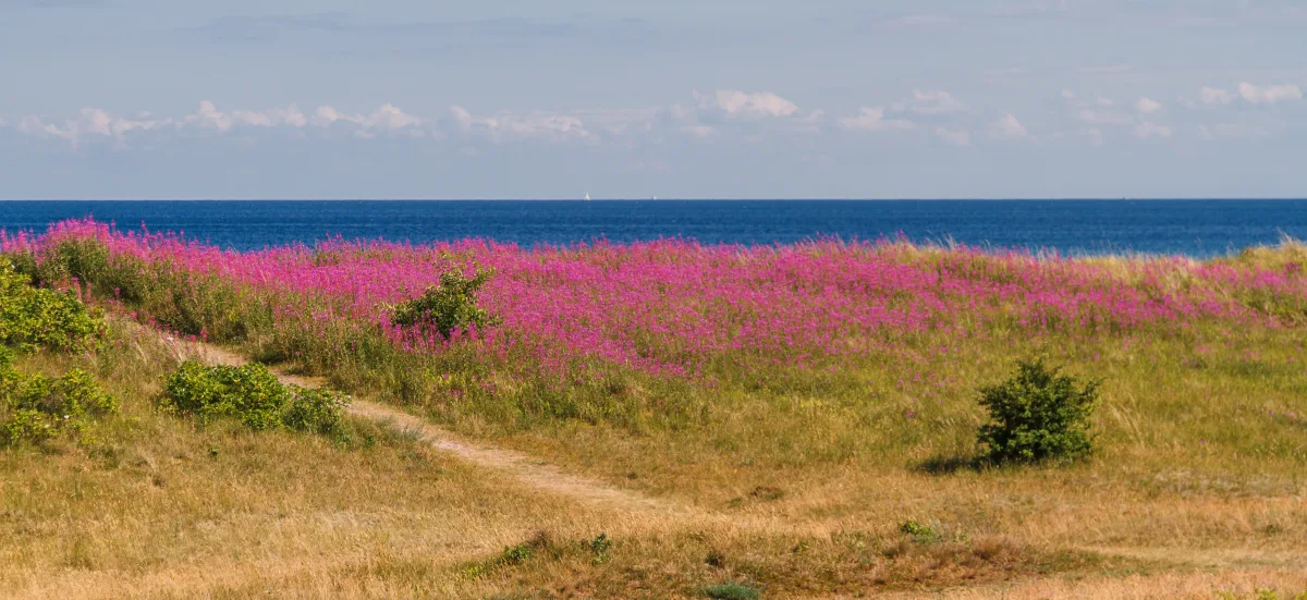 Bøtø Beach bei Marielyst auf Falster – langer Sandstrand mit Dünen