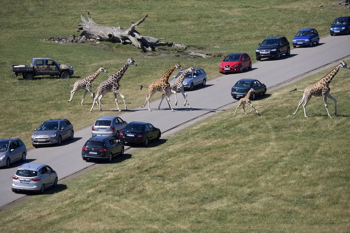 Luftaufnahme der Savanne im Knuthenborg Safaripark auf Lolland mit Giraffen und Zebras