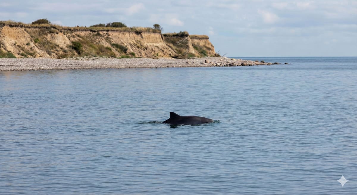 Schweinswal in der Ostsee vor Gedser Odde - seltene Sichtung der einzigen heimischen Walart