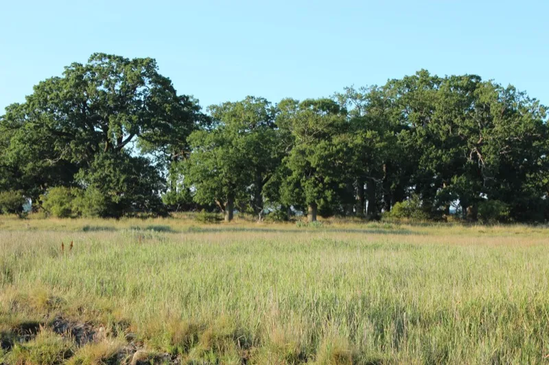 Skejten Küstenwald bei Frejlev auf Lolland
