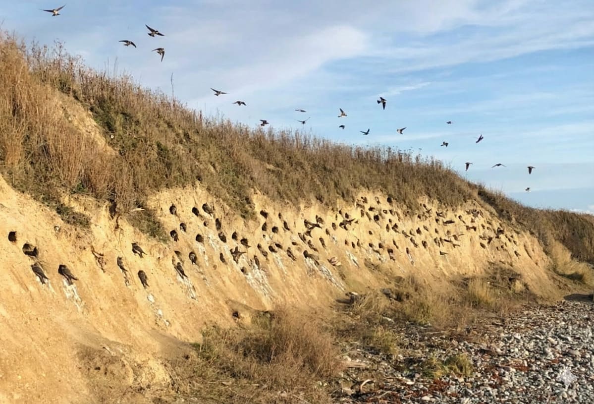 Uferschwalben-Kolonie am Steilufer des Gedser Odde - südlichste Brutkolonie Skandinaviens