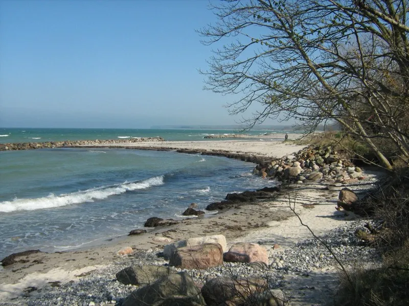 Ulvshale Strand auf Møn mit feinem Sand und Kiefernwald im Hintergrund