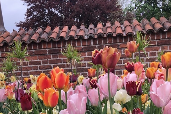 Dom zu Roskilde im Frühling mit Tulpenbeeten